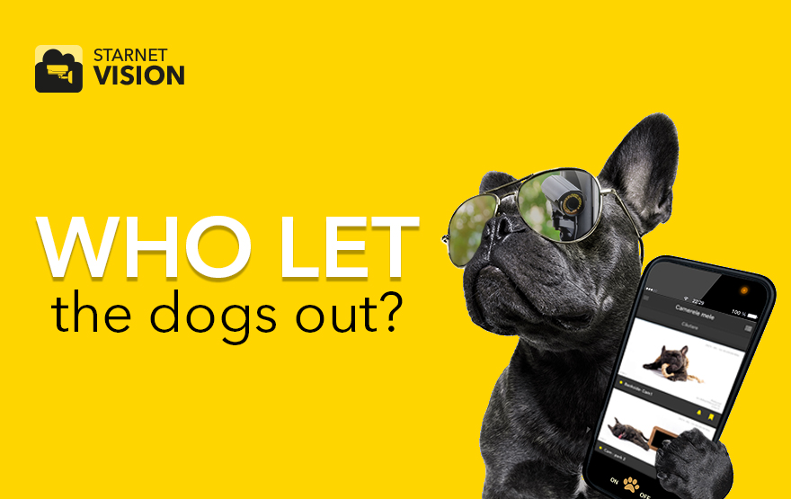 Who let the dogs out?