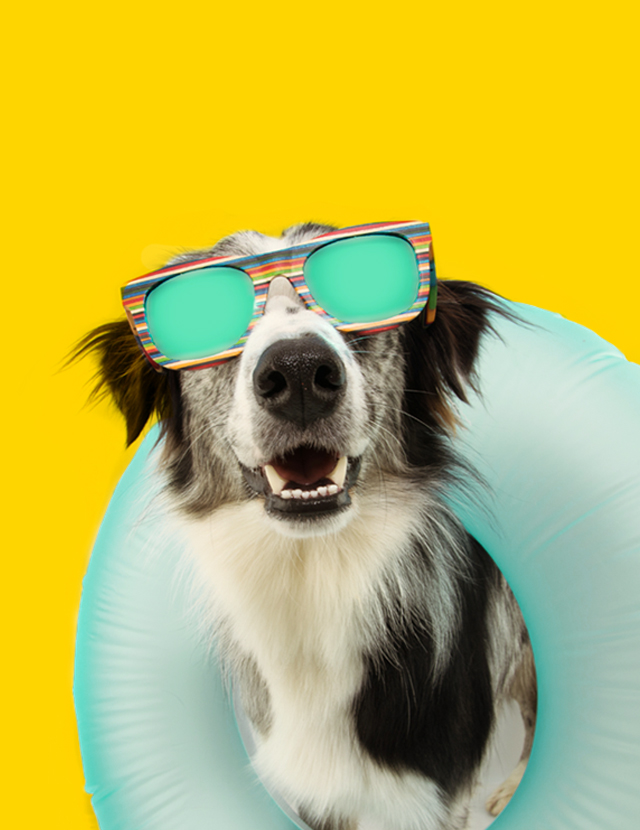 Simte diferența cu StarNet în format HD!