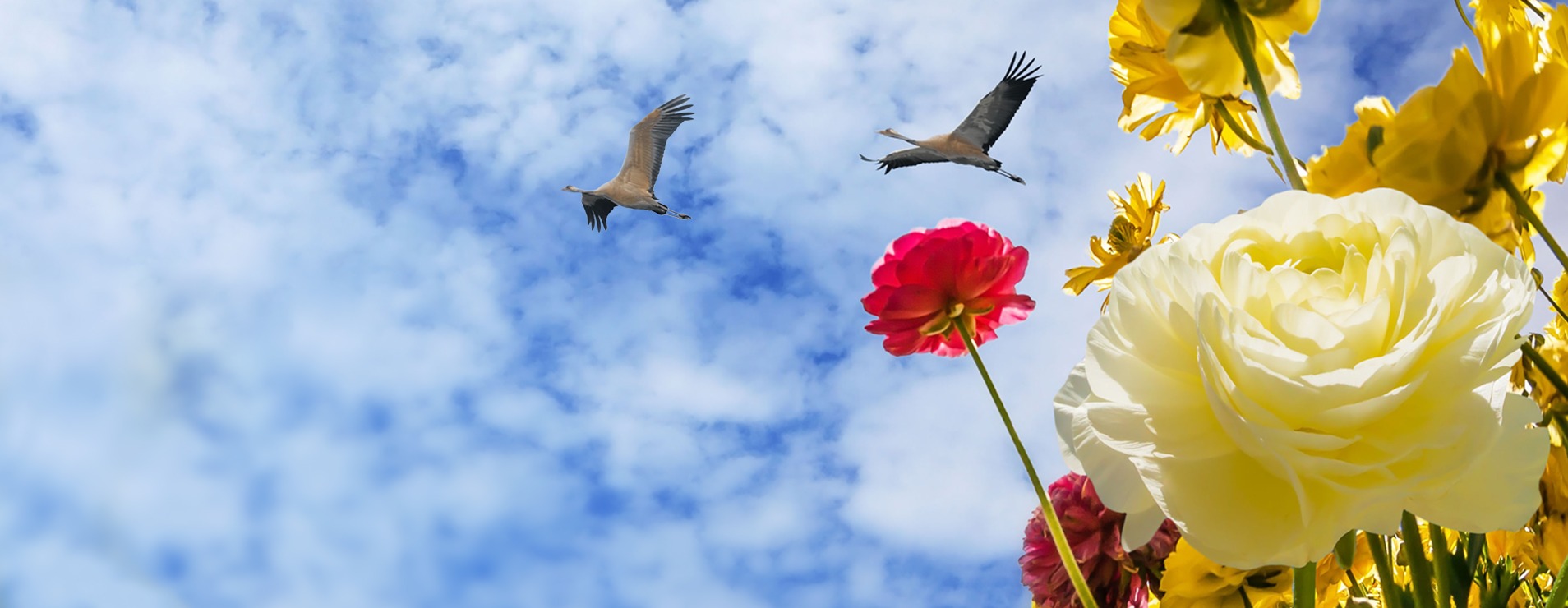 Start concurs foto mai: „Florar”